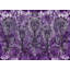 Amethyst Botanicals