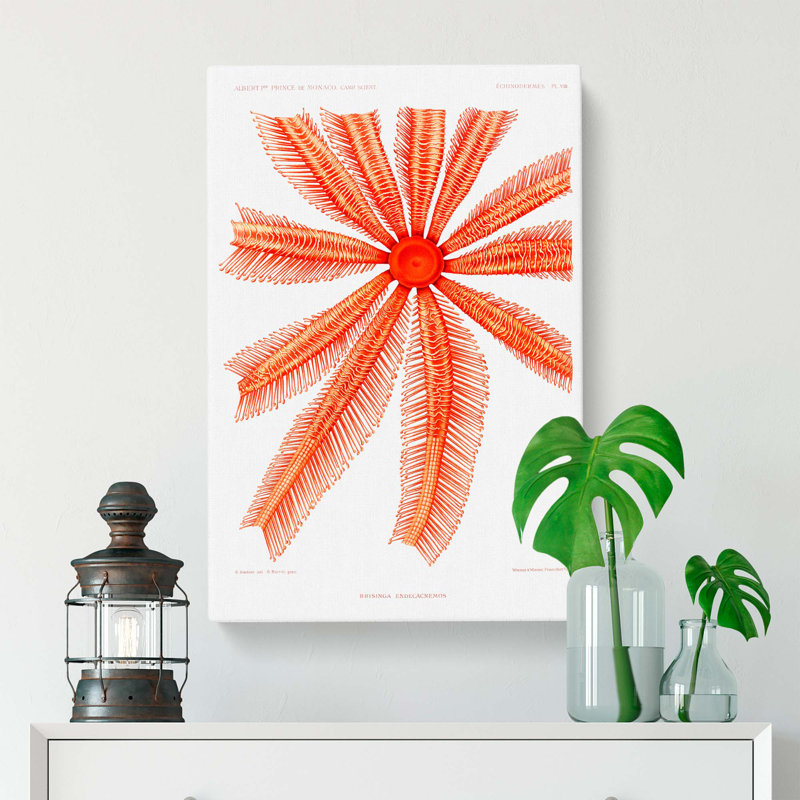 Starfish by Albert I - Wrapped Canvas, 50cm H x 35cm W x 3cm D