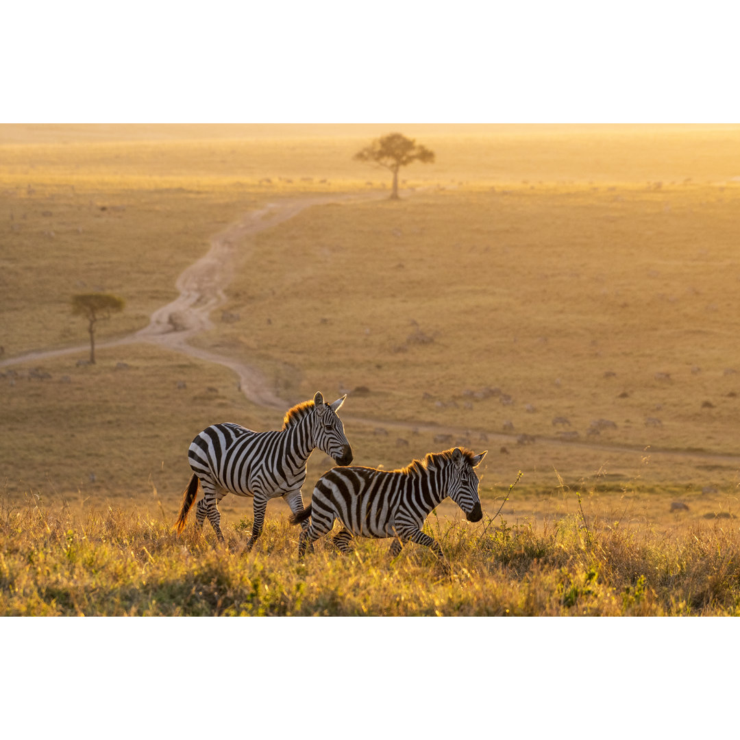 Leinwandbild Zebras, die friedlich bei goldenem magischem Licht während des Sonnenaufgangs in Mara spazieren gehen