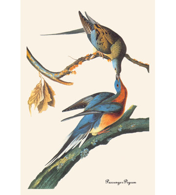 Reproduction d’art sur toile tendue, "2passenger pigeon" par john james audubon