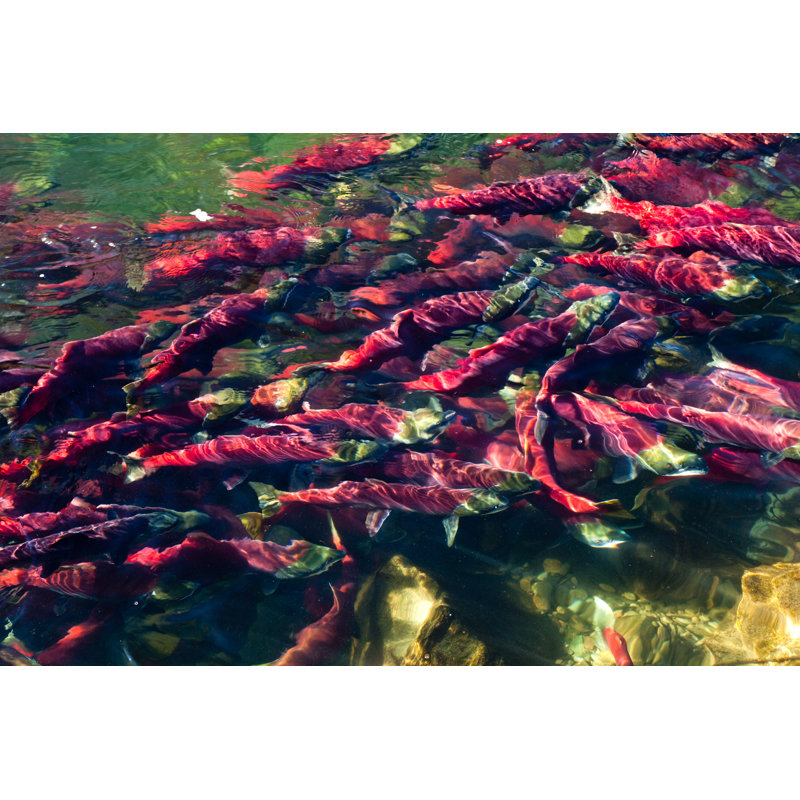 Salmon Run - Photographie sur toile tendue, H 8 po x l 12 po