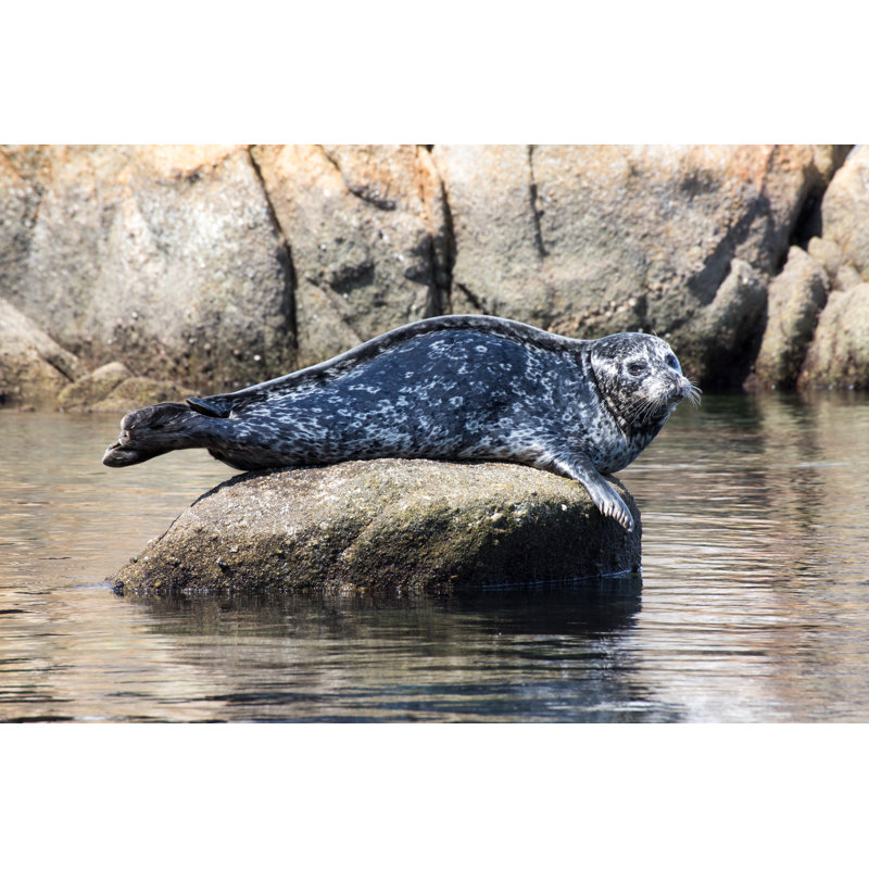 Glensperth Single Harbor Seal - Wrapped Canvas Print, 81cm H x 122cm W x 3.8cm D