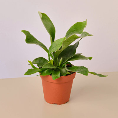 House Plant Shop Live Fern Plant Low Maintenance Plant Rattan