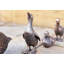 Voyles Animals Waterproof Plastic Garden Statue