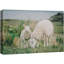 Animaux, Écosse, Irlande, campagne, mouton, agneau-93629501-93629504