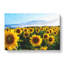 Sunflowers - Wrapped Canvas Print-61837769