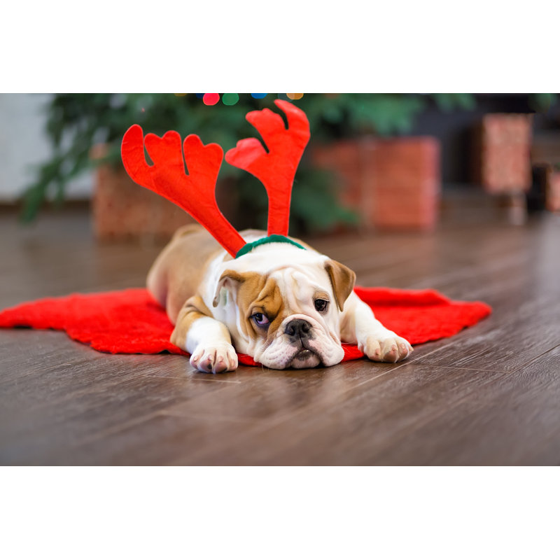 Cute Puppy English Bulldog With Deer Head Cornuted On Carpet Close To Christmas Tree With Xmas Toys by Twinkle Studio - Wrapped Canvas Print