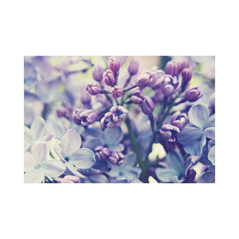 Scent Of Lilac by Lupen Grainne - Wrapped Canvas Gallery-Wrapped Canvas Giclée, 20.32 cm H x 30.48 cm W