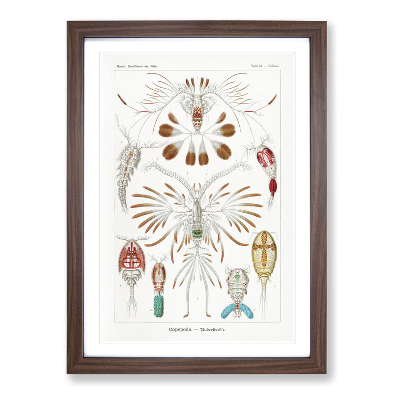 Copepod Crustaceans by Ernst Haeckel - Picture Frame Painting, 48cm H x 36cm W x 2cm D, Walnut Framed