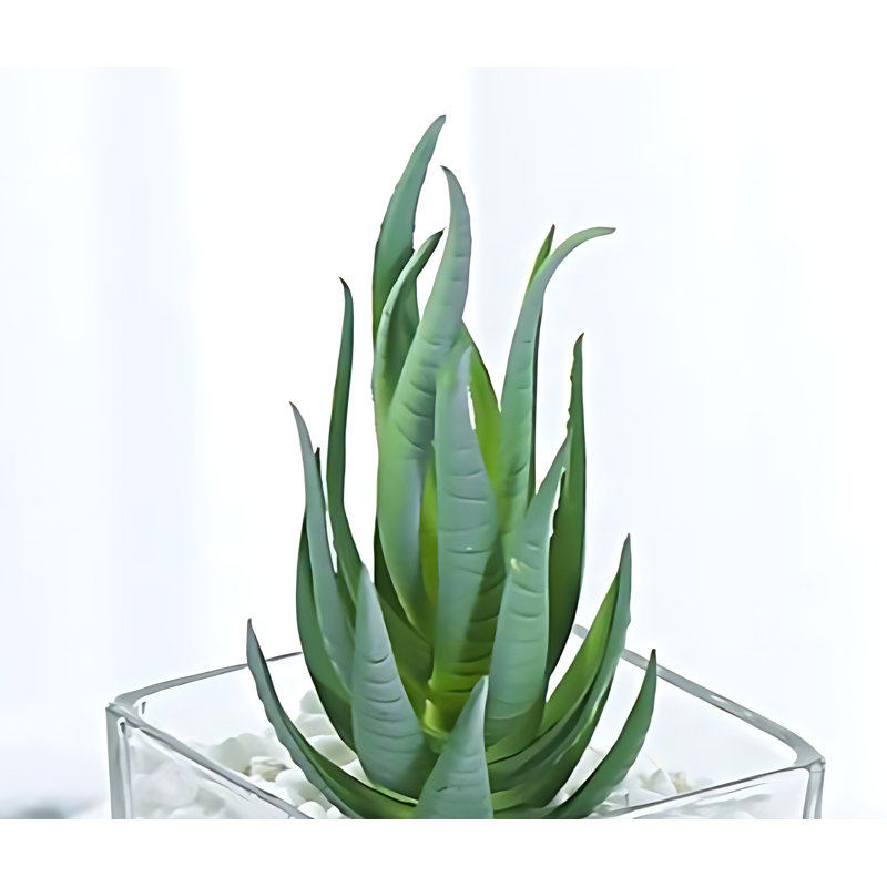 Plante grasse 5,9 po