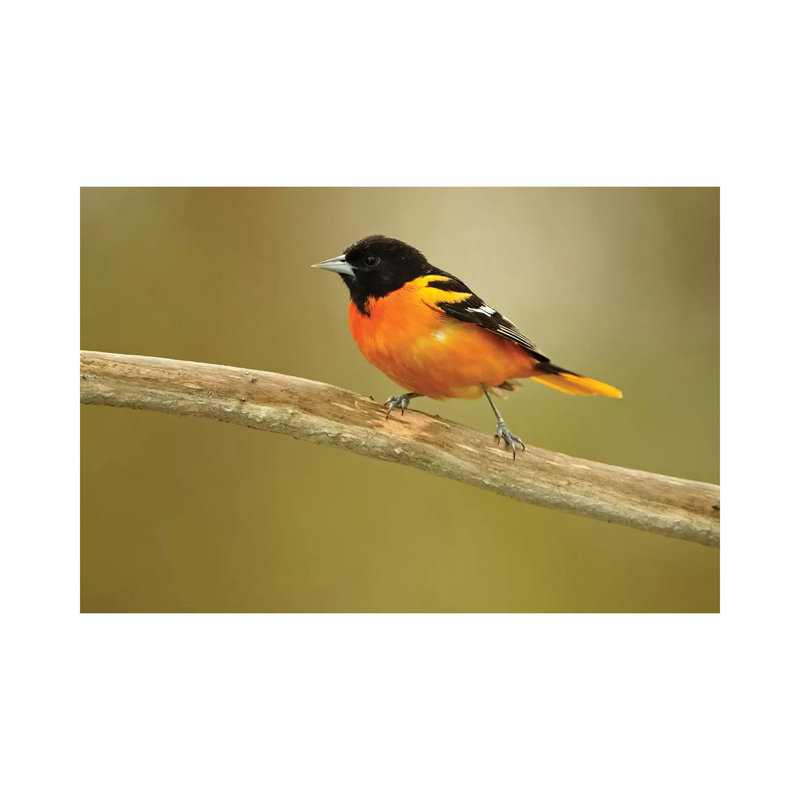 Rondeau Provincial Park. Baltimore Oriole On Branch. by Jaynes Gallery - Wrapped Canvas Gallery-Wrapped Canvas Giclée