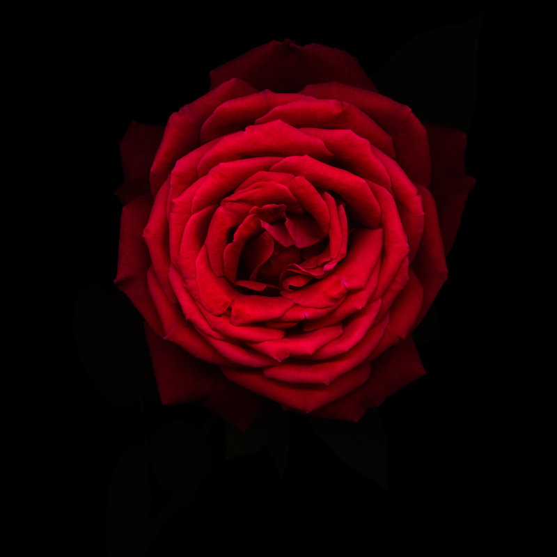 Rose rouge par Ogpoto, H 20 po x l 20 po