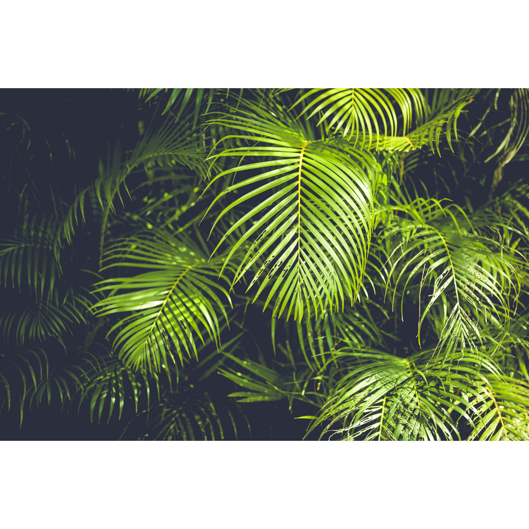 Palm Leafs Background by 35007 - Ohne Rahmen Kunstdrucke auf Leinwand