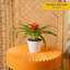 Foliage Plant in Planter