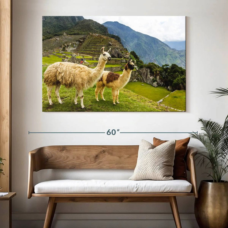 Lamas du Machu Picchu, H 34 po x l 51 po