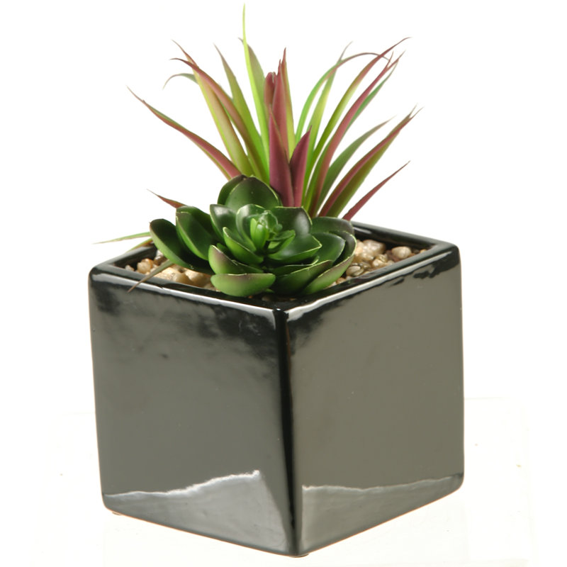 Plante succulente et Echeveria en pot
