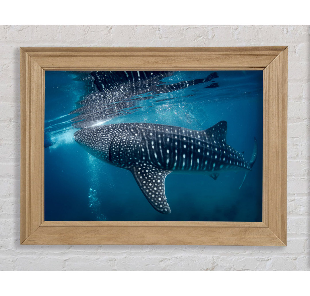 Gerahmtes Leinwandbild Spotted Whale Shark