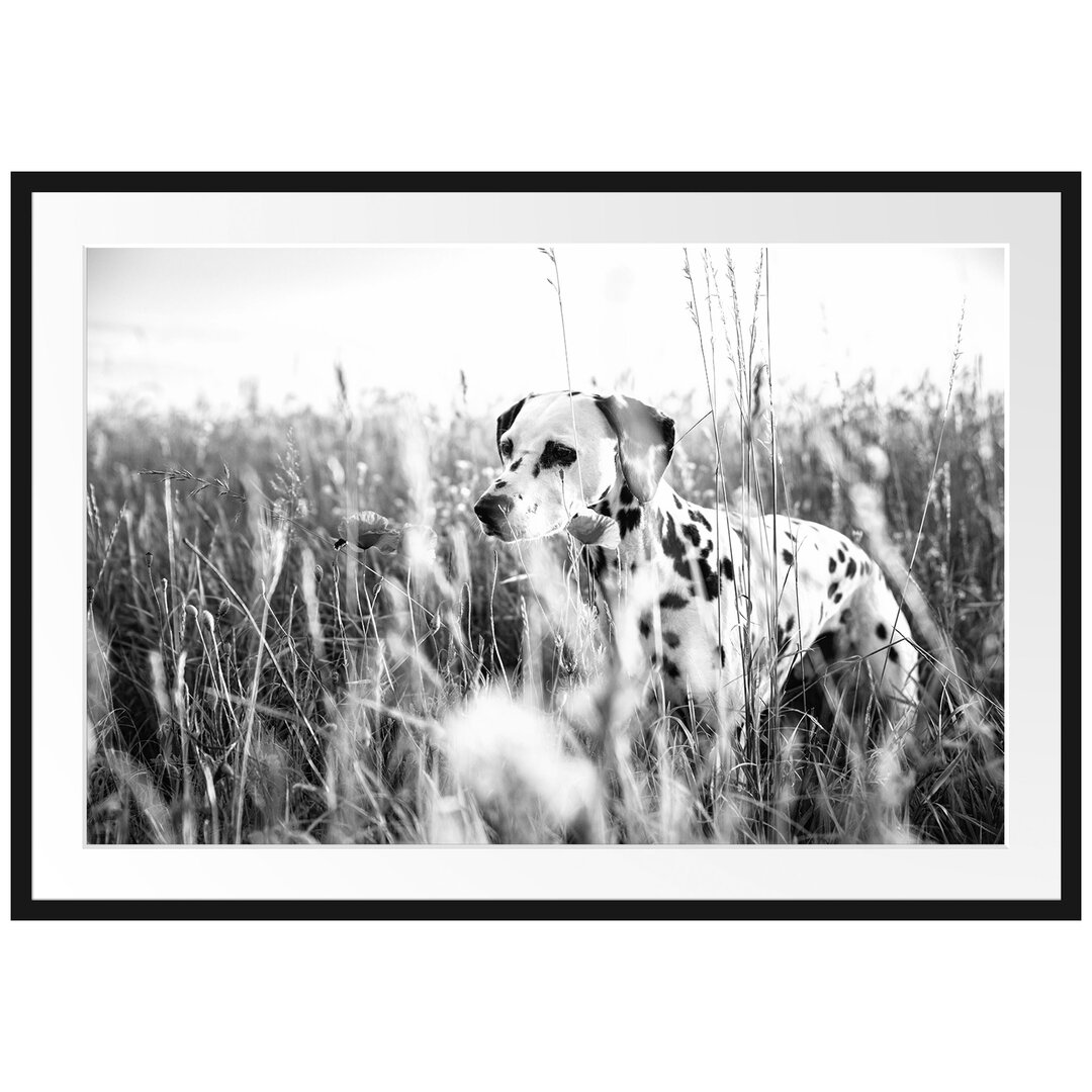 Gerahmtes Poster Neugieriger Hund im Feld