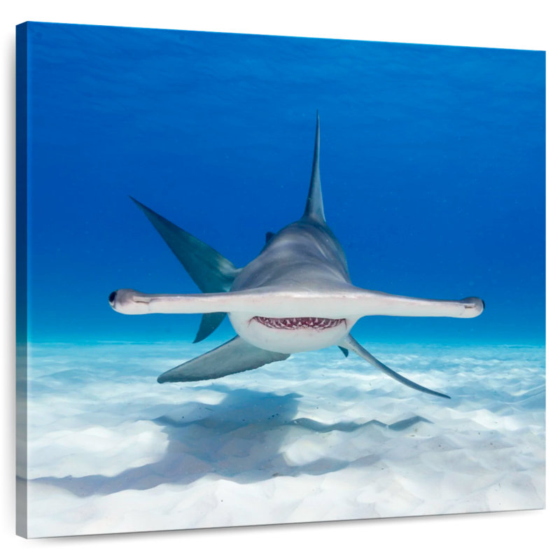 Requin-marteau Brampt nageant