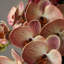 Vases de table en céramique Black Bud
