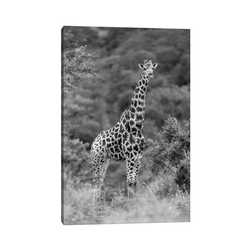 Stately Giraffe 1 Piece Wrapped Canvas Wall Art, 45.72cm H x 30.48cm W x 1.91cm D