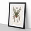 Tarantula Illustration by Charles d' Orbigny - Picture Frame Graphic Art Print-55640596-55640597