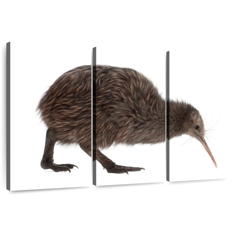 Brampt Kiwi Bird, 42" H x 65" W