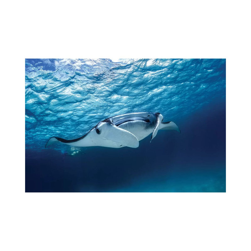 Manta Ray by Barathieu Gabriel - Wrapped Canvas Gallery-Wrapped Canvas Giclée, 20.32 cm H x 30.48 cm W