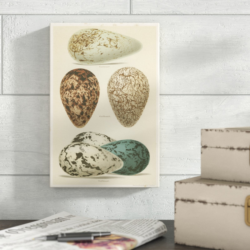 Antique Bird Egg Study I by Henry Seebohm - Painting Print, 30cm H x 20cm W, Wrapped Canvas