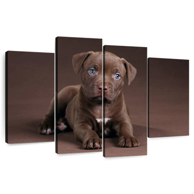 Brampt Pit Bull Puppy