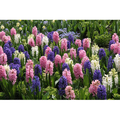 Perfect spring hyacinths