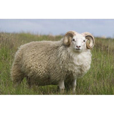 " Bighorn Ram " by Icer0Ck