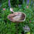 Heart Shaped Birdbath with Stake