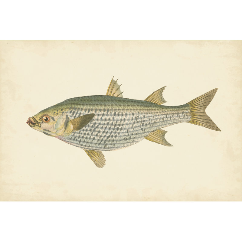 " Donovan Antique Fish IV " by Donovan, 12" H x 18" W x 1" W