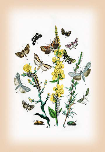 William Forsell Kirby - Unframed Graphic Art