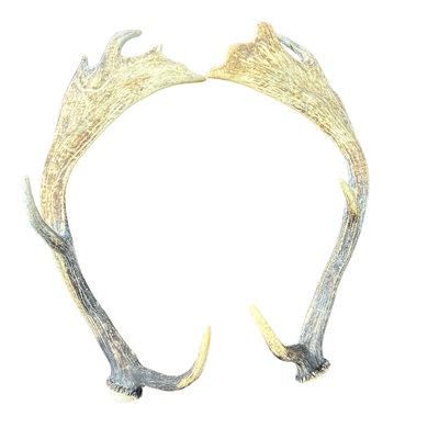 Real Fallow Deer Antler Set
