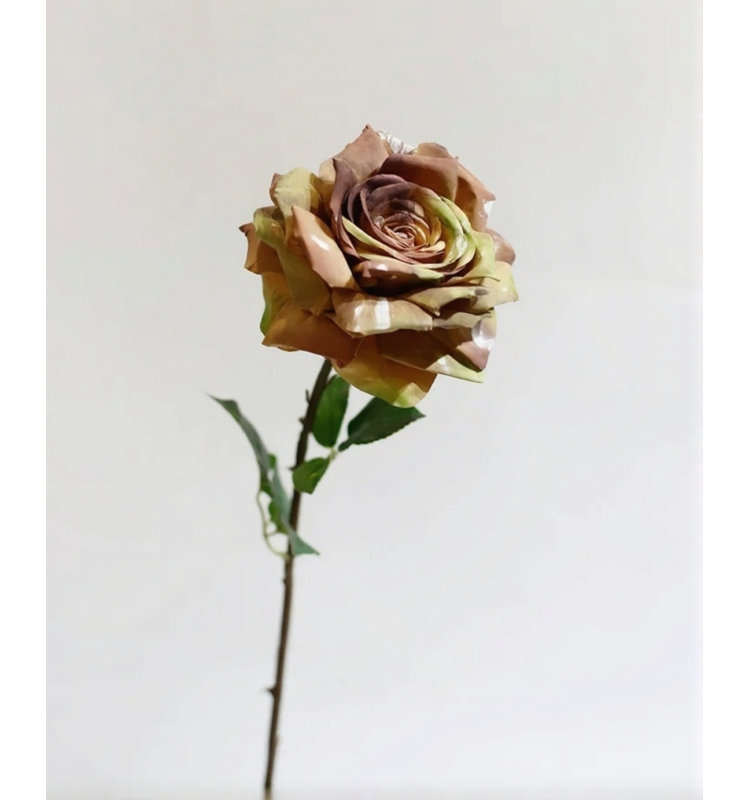Painterly Rose Tige - 29,5 po, [C] 6 Stems