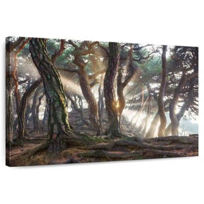 Harnek Redwood Forest