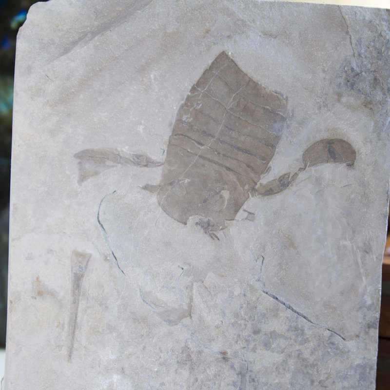 Assiette fossile Eurypterid. Lang's Quarry, Herkimer County, New York