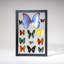 12 Genuine Butterflies In Black Display Frame