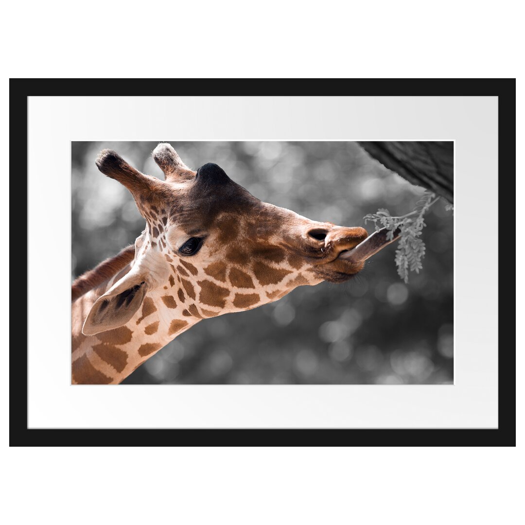 Gerahmtes Poster Hungrige Giraffe mit Zweig