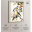 «Colorful Perch Shadowbox Print Natures Art Prints» par Art Remedy-115130232-115130234
