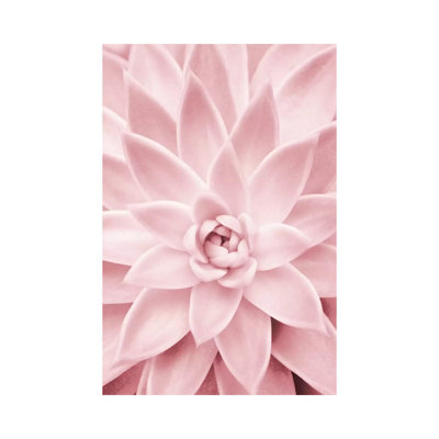 " Pink Succulent " by Sisi And Seb