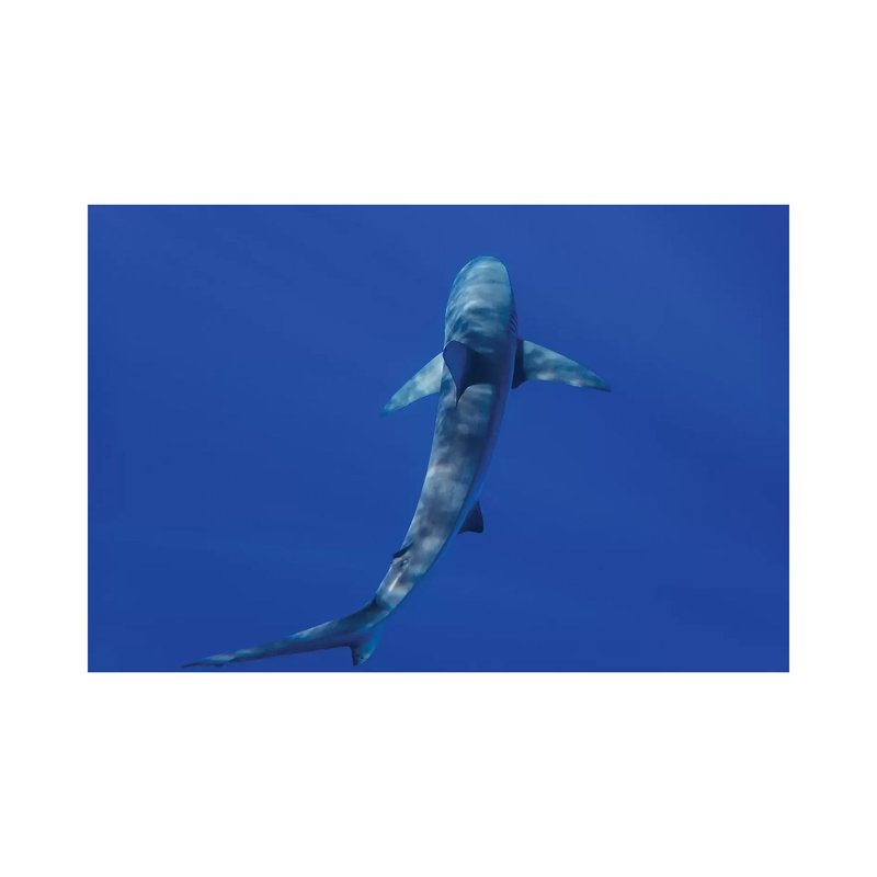 Hawaiian Shark II by Bethany Young - Print on Canvas, 66.04cm H x 101.6cm W x 3.81cm D, Wrapped Canvas