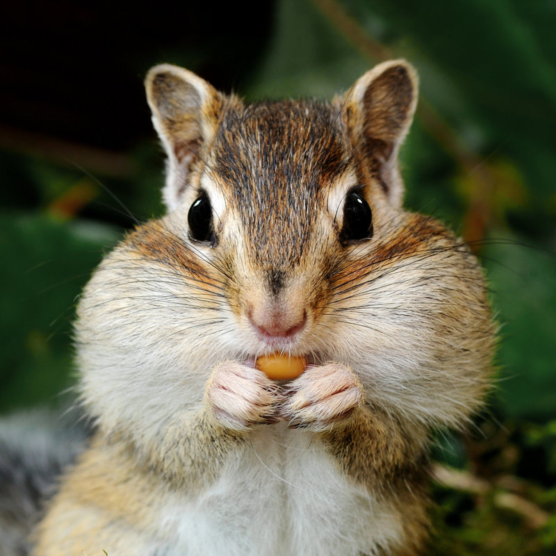 Chipmunk In Forest - Wrapped Canvas Print, 76cm H x 76cm W x 3.8cm D