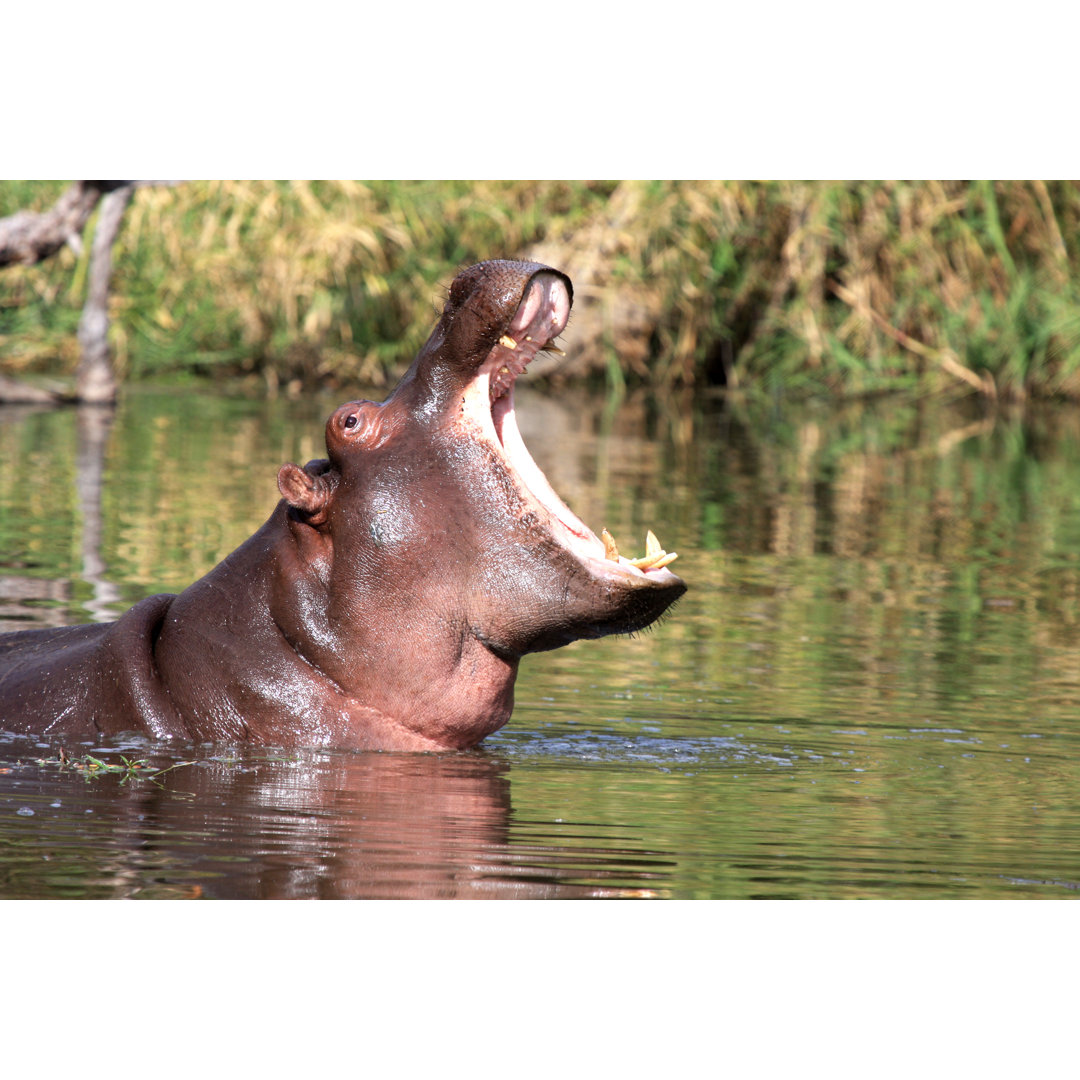 Nilpferd im Krügerpark von Moonstone Images - Leinwanddrucke