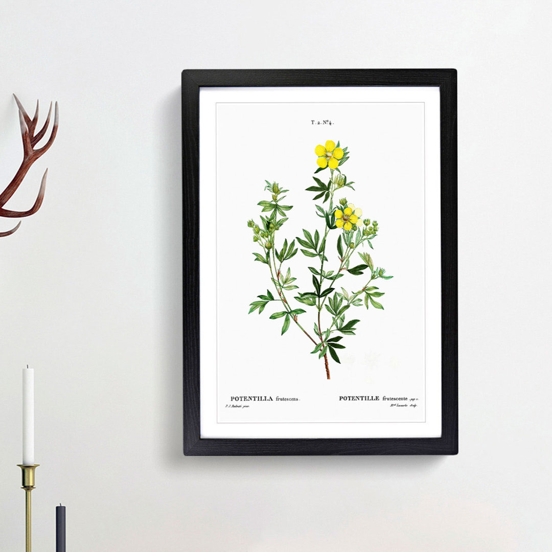 Yellow Buttercup Flowers by Pierre-Joseph Redoute - Picture Frame Painting Print