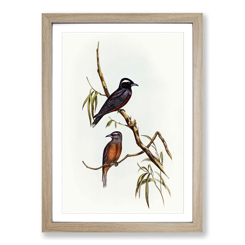 White-Eyebrowed Woodswallows by Elizabeth Gould - Picture Frame Painting Print, Oak Framed, 36cm H x 27cm W x 2cm D
