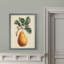 Poire antique botanique i-reproduction d’art encadrée-891656975-891657015