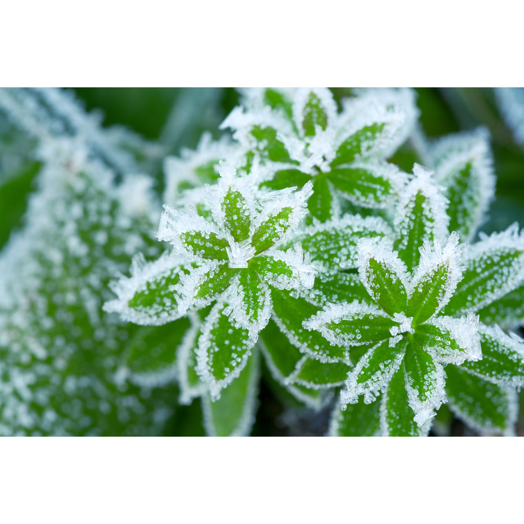 Leinwandbild Green Grass in Hoarfrost von Yanikap